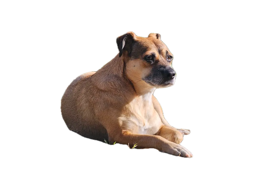 Zizi